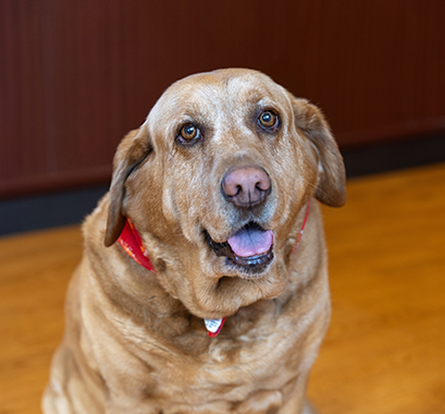 Red Labrador Retriever