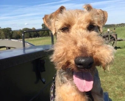 Tan Welsh Terrier