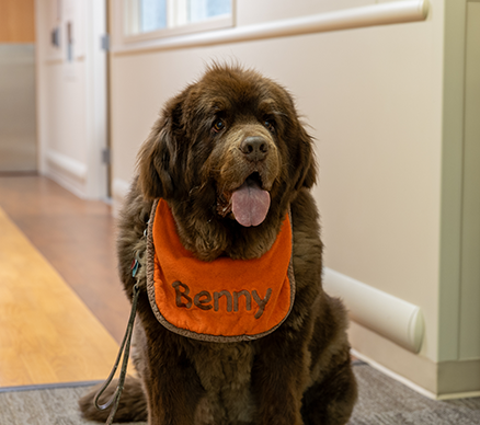 Dark Brown Newfoundland