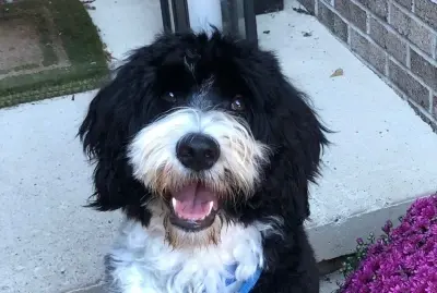 Black and White Portuguese Water Dog 